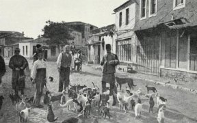 Hayırsız Ada (Sivriada) Köpek Katliamı - 1910