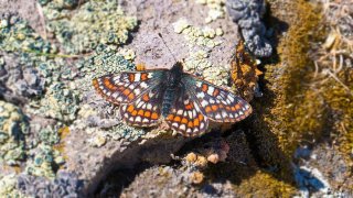 12 Bin Yaşındaki Kelebek 50 Yıl Sonra Ağrı Dağı'nda Yeniden Görüntülendi