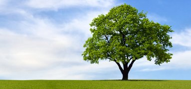 Ağaç Ne Zaman Dikilir? Hangi Ağaç Hangi Mevsimde Dikilmeli?