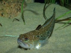 Trakonya - Çarpan Balığı