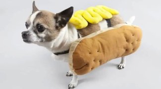 Sosisli Sandviçe Neden Hot Dog (Sıcak Köpek) Deniyor?