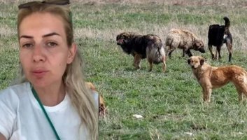 Şanlıurfa'daki Kuduz Köpekleri Ankara'ya Getiren Kadın Tutuklandı