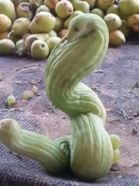 Herşeyi Yaratan ve Şekil Veren O'dur